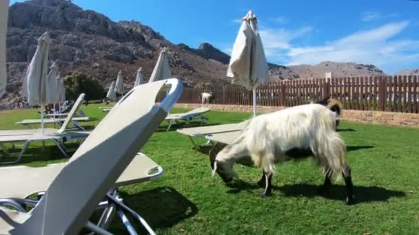 Le capre pascolano liberamente nella spiaggia turistica dell'isola di Rodi, Grecia . — Video Stock