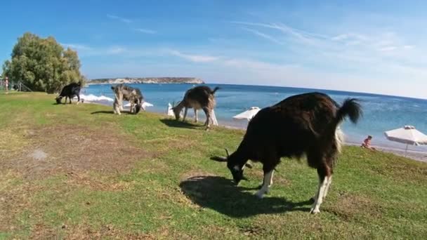 Geiten grazen vrij in het toeristische strand van Rhodos Eiland, Griekenland. — Stockvideo