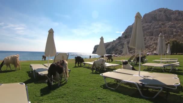 Geiten grazen vrij in het toeristische strand van Rhodos Eiland, Griekenland. — Stockvideo