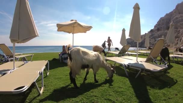 Getter betar fritt på ön turist stranden i Rhodos, Grekland. — Stockvideo