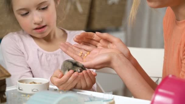 Une petite fille et sa mère jouent avec un petit hamster — Video