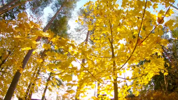 Autumn landscape. Autumn tree leaves sky background. — Stock Video