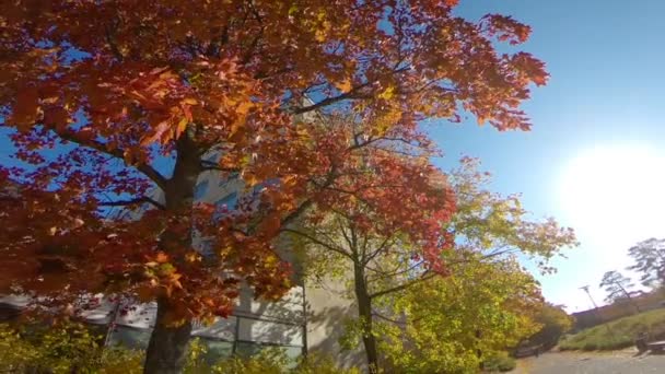 Paisaje de otoño. Árbol de otoño hojas cielo fondo. — Vídeo de stock