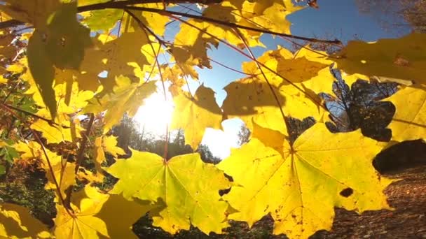 Paesaggio d'autunno. autunno albero foglie cielo sfondo. — Video Stock