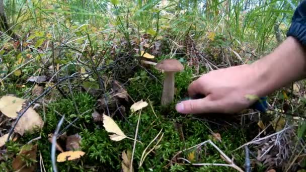 Мужчина собирает грибы в осеннем лесу — стоковое видео