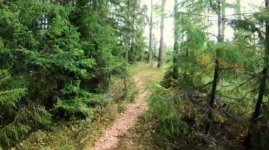 Sonbaharda bir yürüyüş bir Fin ormanı Pov