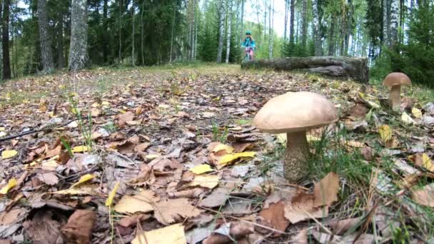 Велогонщик и грибы в осеннем финском лесу — стоковое видео