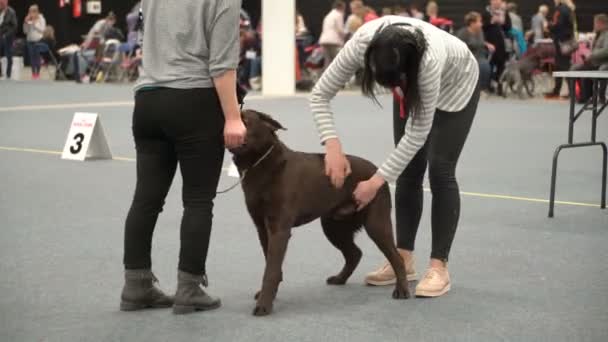 Eigenaren van gezelschapsdieren en hun honden bij een hondenshow — Stockvideo