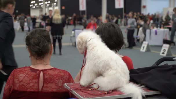 Pet owners and their dogs at a dog show — Stock Video
