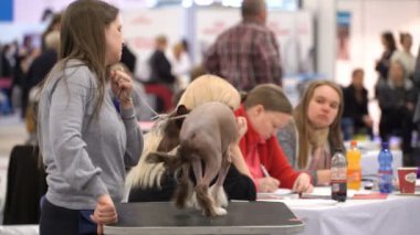 Evcil hayvan sahipleri ve köpekleri bir köpek gösterisinde