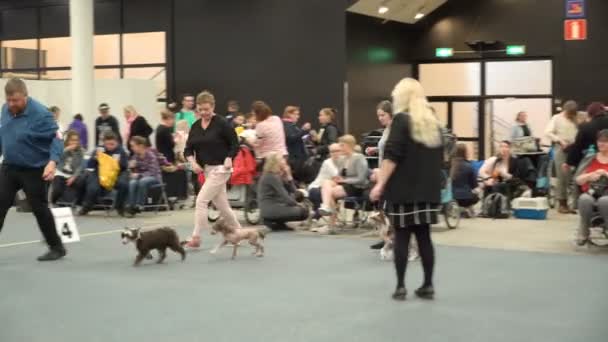 Propietarios de mascotas y sus perros en una exposición de perros — Vídeo de stock