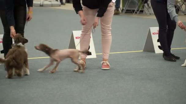Sällskapsdjur egendomsrätter och deras hund på en hund utställning — Stockvideo