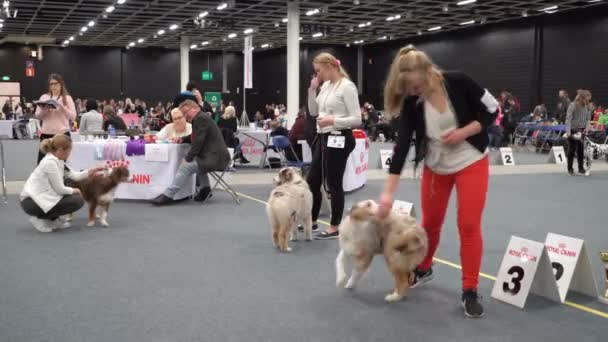 Donos de animais de estimação e seus cães em um show de cães — Vídeo de Stock