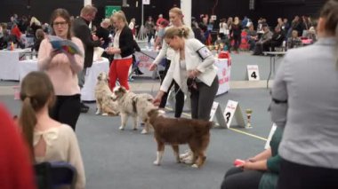 Evcil hayvan sahipleri ve köpekleri bir köpek gösterisinde