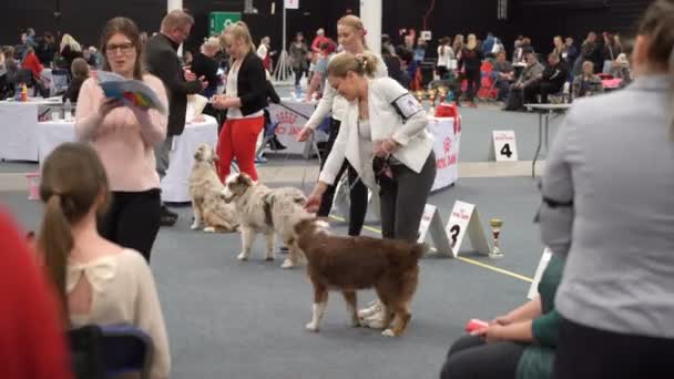 Власники домашніх тварин та їх собаки на собачому шоу — стокове відео