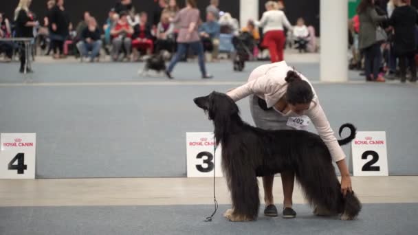 Eigenaren van gezelschapsdieren en hun honden bij een hondenshow — Stockvideo