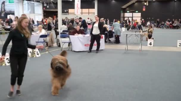 Majitelé PET a jejich psi na psí show — Stock video