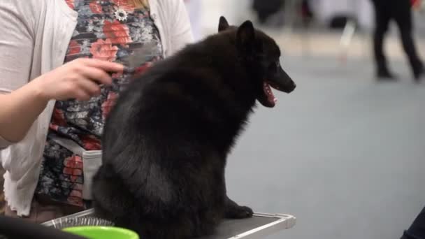 Eigenaren van gezelschapsdieren en hun honden bij een hondenshow — Stockvideo