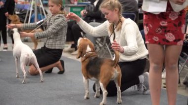Evcil hayvan sahipleri ve köpekleri bir köpek gösterisinde