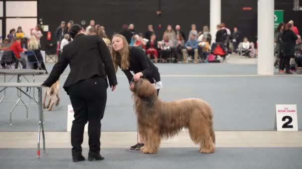 Propietarios de mascotas y sus perros en una exposición de perros — Vídeos de Stock