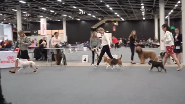 Majitelé PET a jejich psi na psí show — Stock video