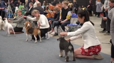 Evcil hayvan sahipleri ve köpekleri bir köpek gösterisinde