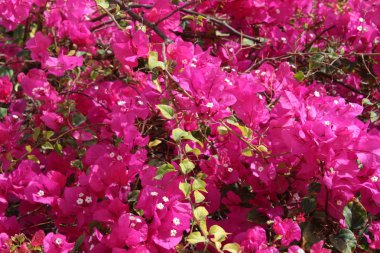 Çiçekli bougainvillea çiçek bahçesinde. Sharm El Sheikh