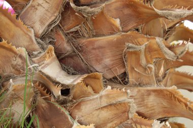 Palmiye ağaç kabuğu dokusu. Güzel kabuk deseni. Yakın çekim.