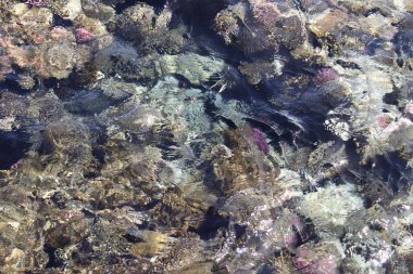 Kızıldeniz, dünyanın en saf