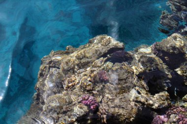Saf red Sea'deki/daki güzel mercan