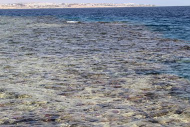 Kızıldeniz, dünyanın en saf