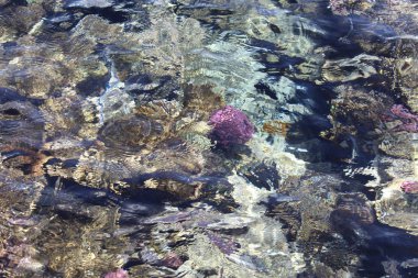 Kızıldeniz, dünyanın en saf