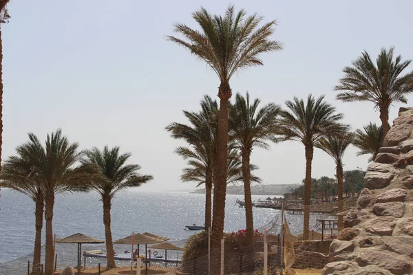 Palmen Bungalow Het Hotel Hurghada Egypte — Stockfoto