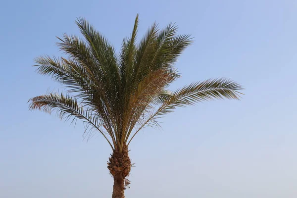 Palmen Und Bungalow Hotel Hurghada Ägypten — Stockfoto