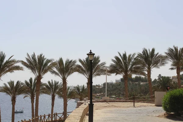 Pobřeží Rudého Moře Egyptě — Stock fotografie