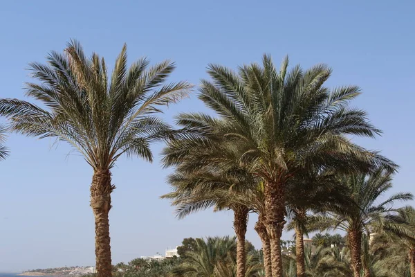 Palmen Und Bungalow Hotel Hurghada Ägypten — Stockfoto