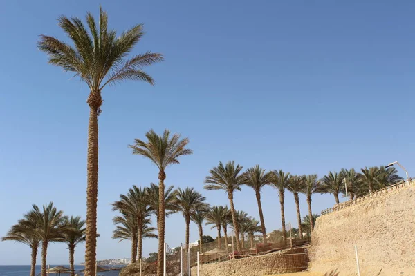 Palmen Und Bungalow Hotel Hurghada Ägypten — Stockfoto