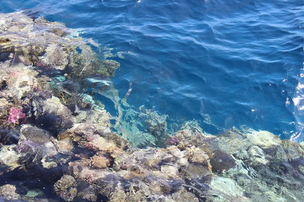 Coral Στην Ερυθρά Θάλασσα Χερσόνησο Του Σινά — Φωτογραφία Αρχείου