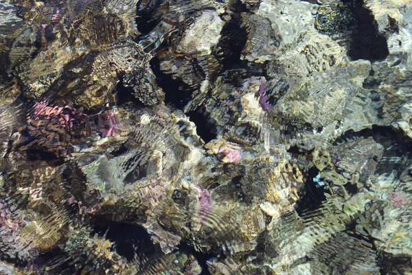 Corail Dans Mer Rouge Péninsule Sinaï — Photo