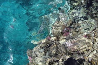 Coral red Sea'deki/daki. Sina Yarımadası