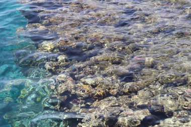 Coral red Sea'deki/daki. Sina Yarımadası