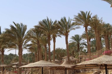 Hotel, Sharm El Sheikh çevresi