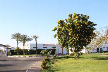 Güzel çiçekler, Mısır'daki bir bahçe. Bir Sharm el-Sheikh