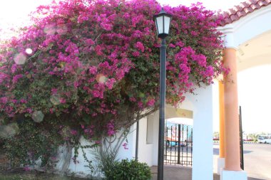 Güzel çiçekler, Mısır'daki bir bahçe. Bir Sharm el-Sheikh