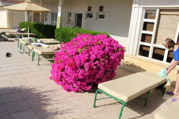 Piękne Kwiaty Ogród Egipcie Sharm Sheikh — Zdjęcie stockowe