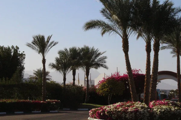 Hermosas Flores Jardín Egipto Sharm Sheikh — Foto de Stock