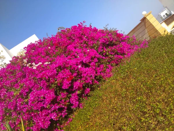 Beautiful Garden Egypt Sharm Sheikh — Stock Photo, Image