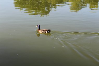 Güzel şehir pond yüzen ördek. Odessa