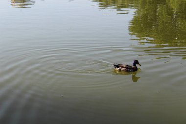 Güzel şehir pond yüzen ördek. Odessa