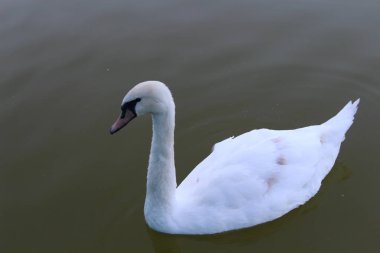 Güzel, Beyaz Kuğu parkta poz